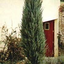 Juniperus_Viriginiana_Skyrocket