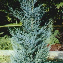 Juniperus_Viriginiana_Glauca