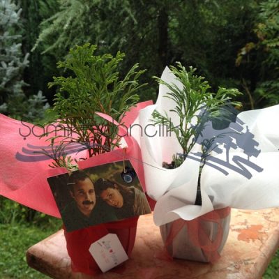 Nikah Fidanı Smarad